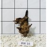 Bogwood 16