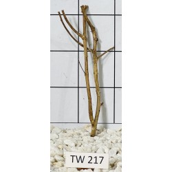Talawawood 217