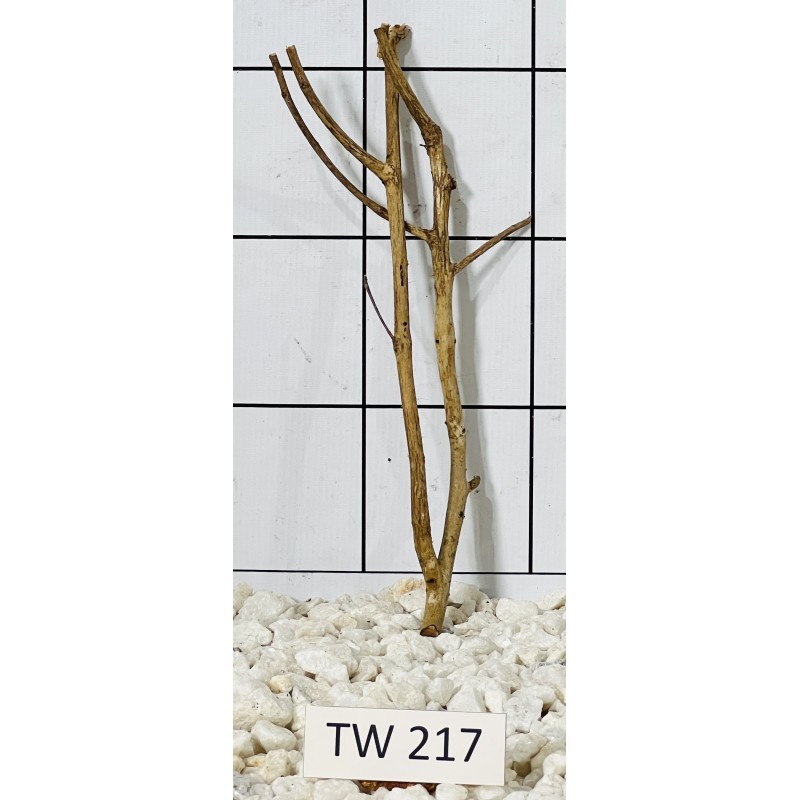 Talawawood 217