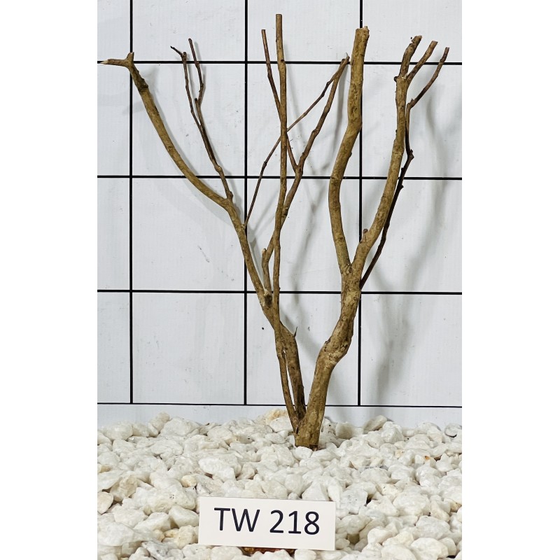 Talawawood 218