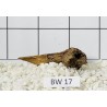Bogwood 17