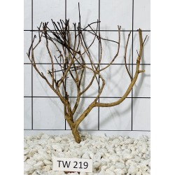 Talawawood 219