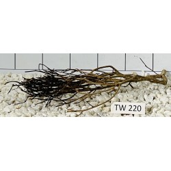 Talawawood 220