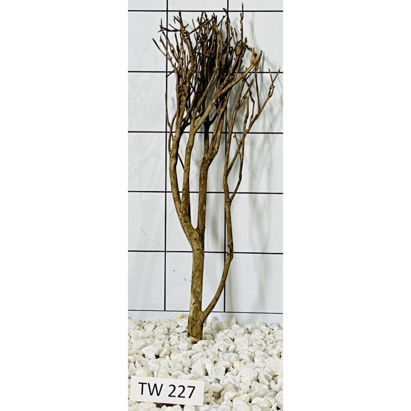 Talawawood 227