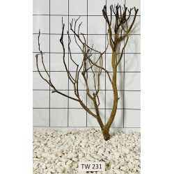 Talawawood 231
