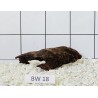 Bogwood 18