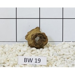 Bogwood 19