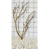 Talawawood 238