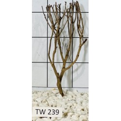 Talawawood 239