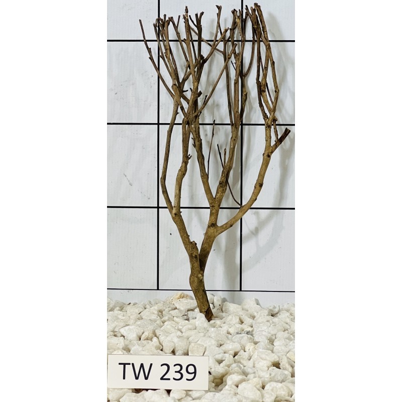 Talawawood 239