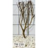 Talawawood 239