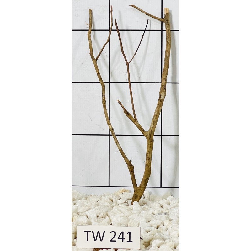 Talawawood 241