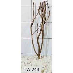 Talawawood 244