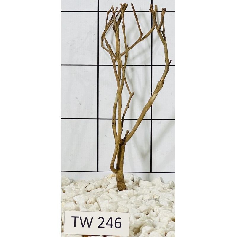 Talawawood 246