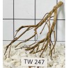 Talawawood 247