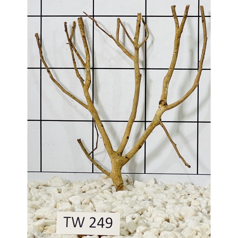 Talawawood 249