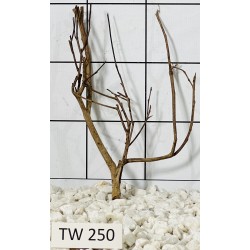 Talawawood 250