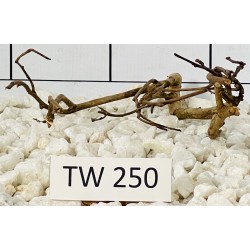Talawawood 250