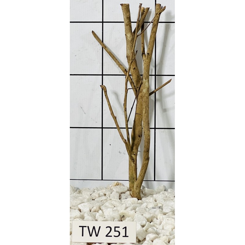 Talawawood 251