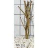 Talawawood 251