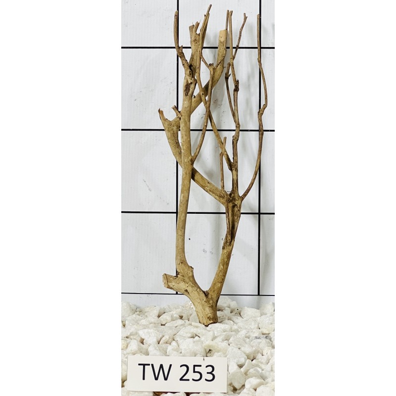 Talawawood 253