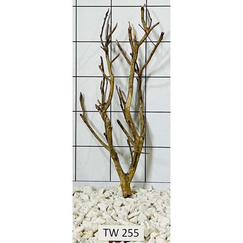 Talawawood 255