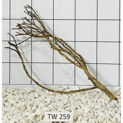 Talawawood 259