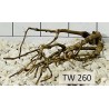 Talawawood 260