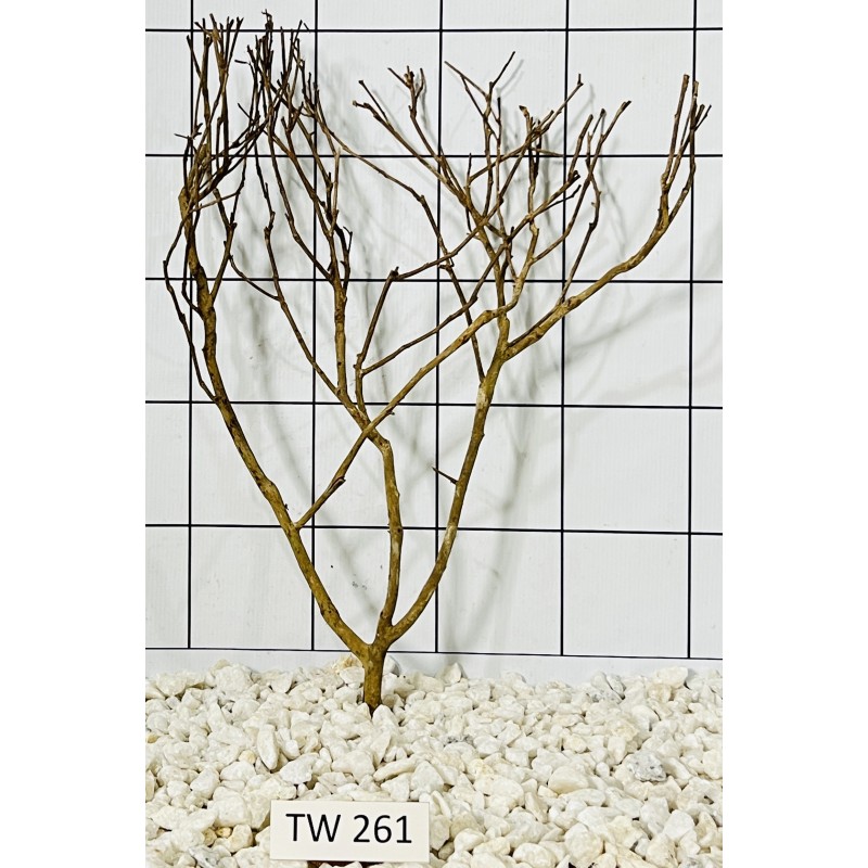 Talawawood 261