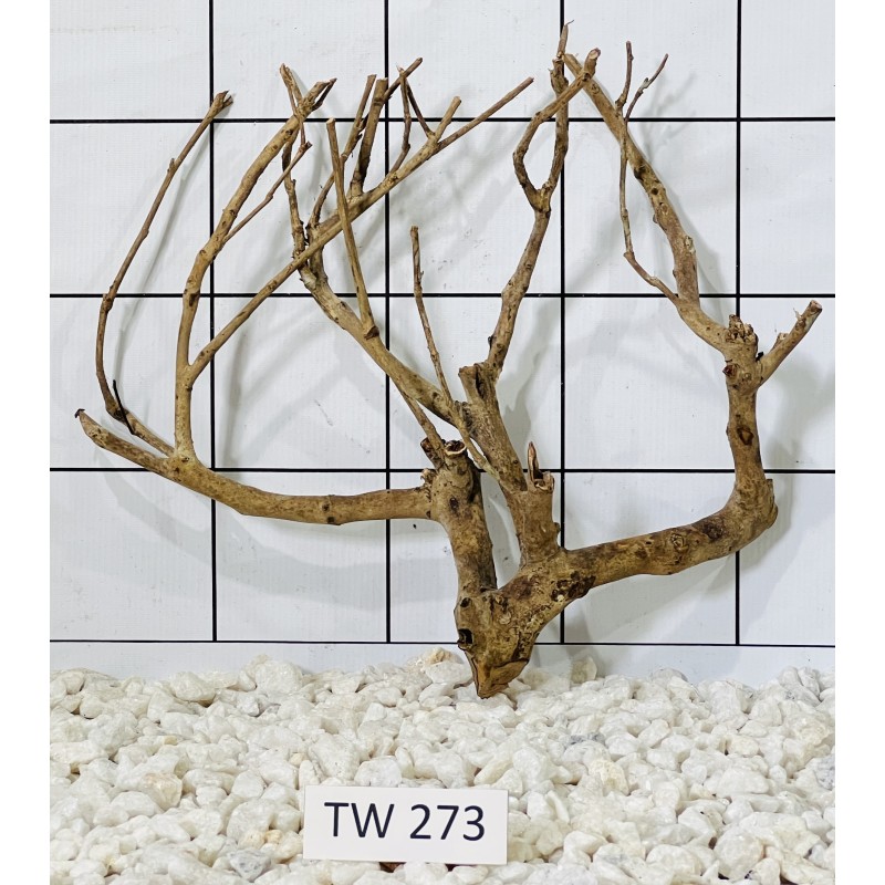 Talawawood 273