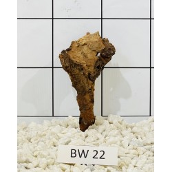 Bogwood 22