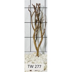 Talawawood 277