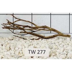 Talawawood 277