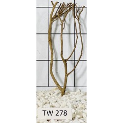 Talawawood 278