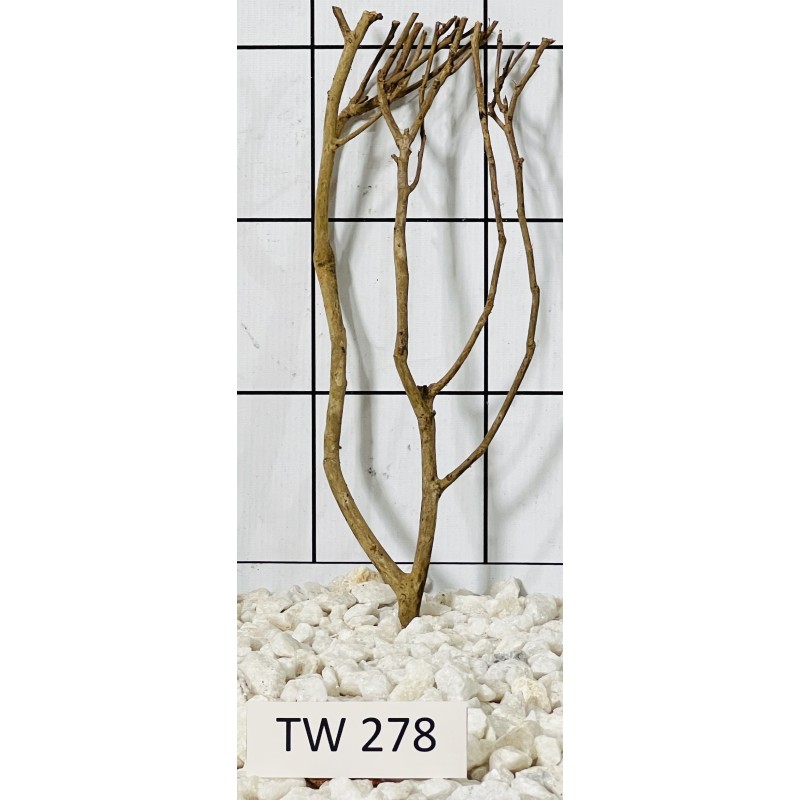 Talawawood 278
