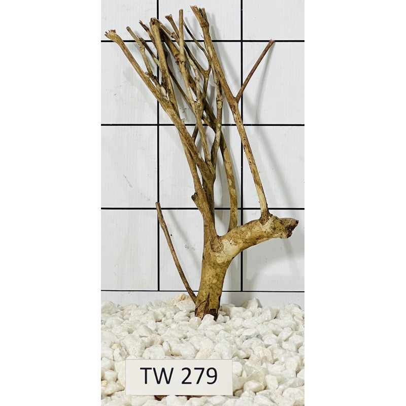 Talawawood 279