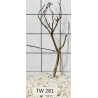 Talawawood 281
