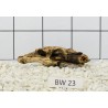Bogwood 23