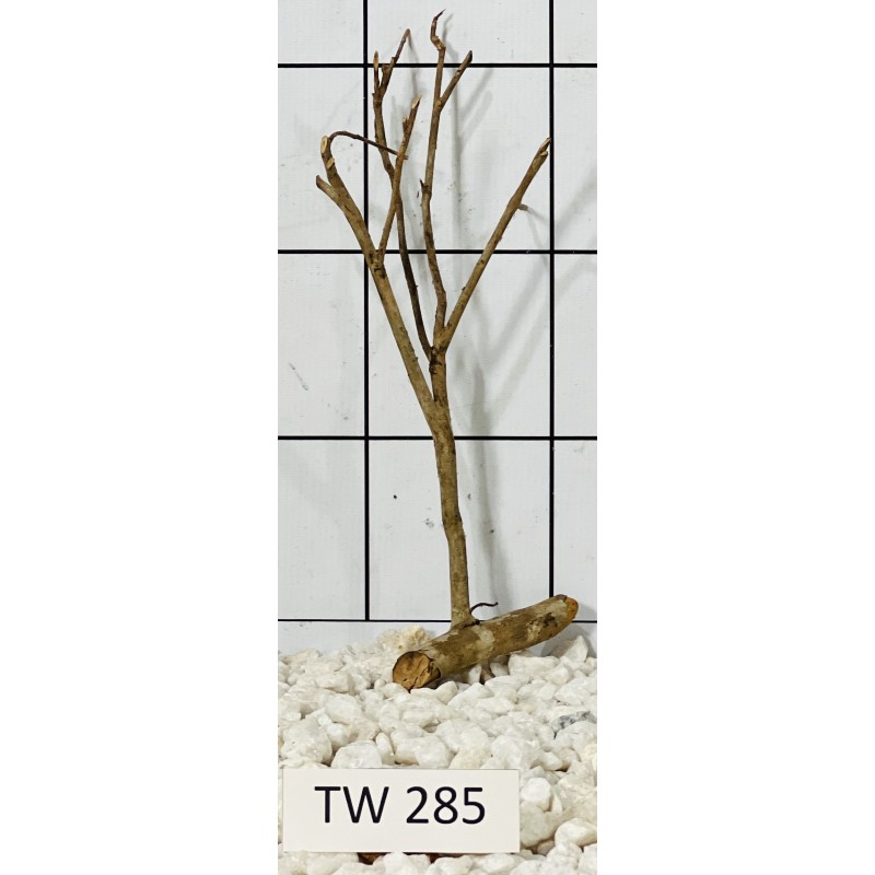 Talawawood 285