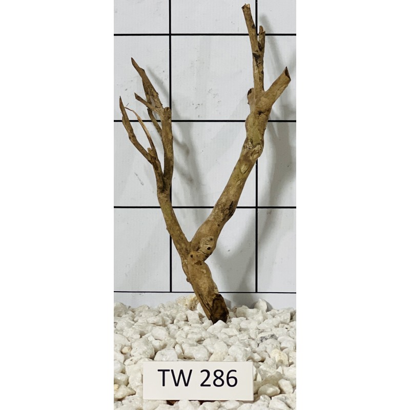 Talawawood 286