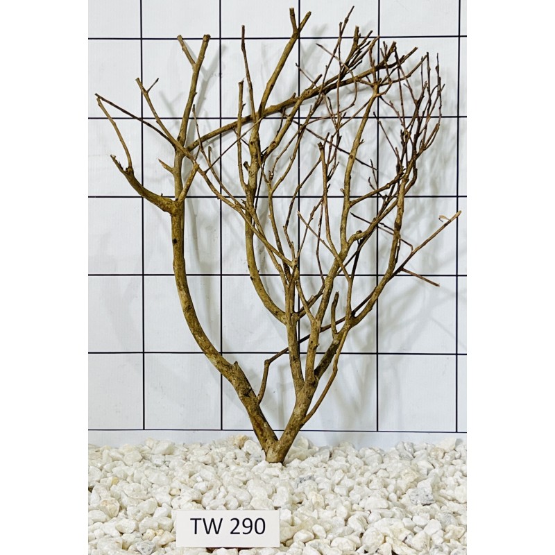 Talawawood 290