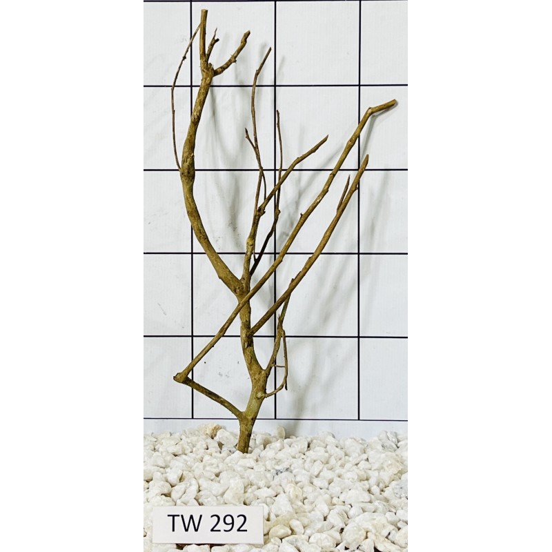 Talawawood 292