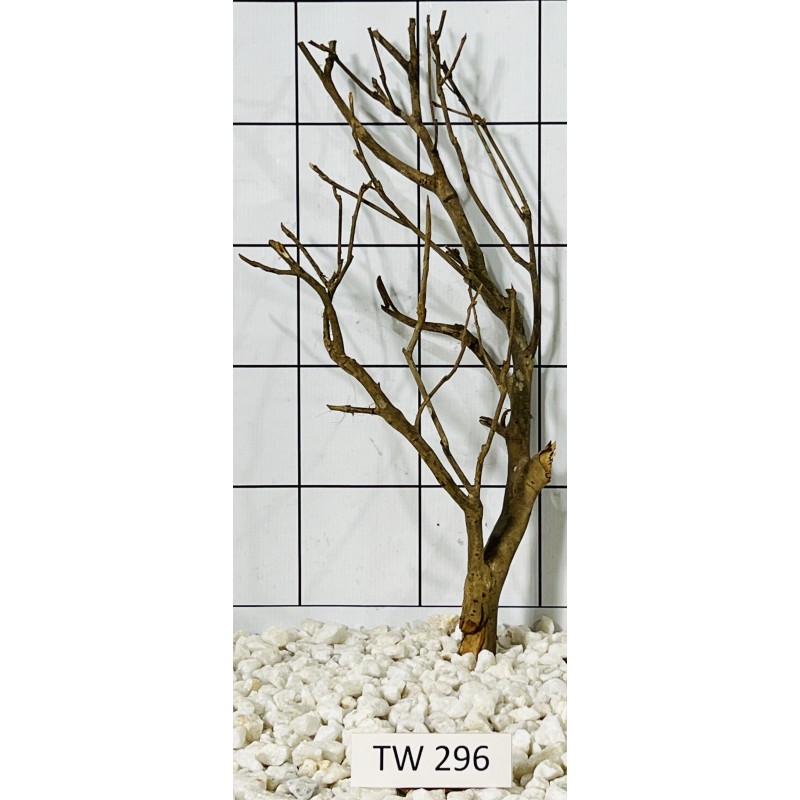Talawawood 296