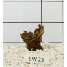 Bogwood 25