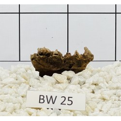 Bogwood 25