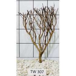 Talawawood 307