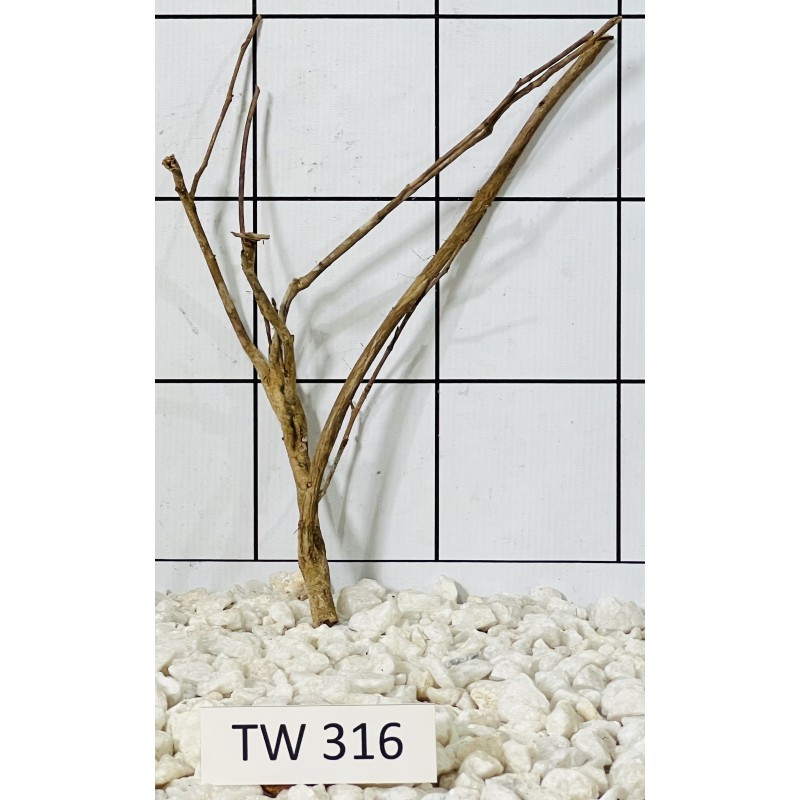 Talawawood 316
