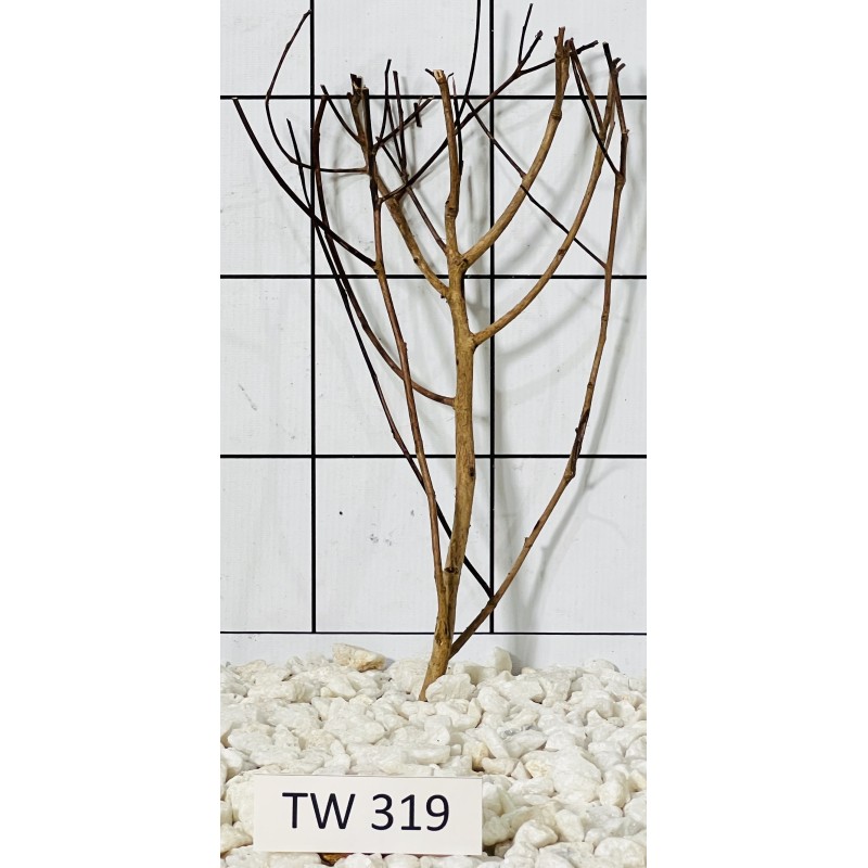 Talawawood 319