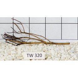 Talawawood 320