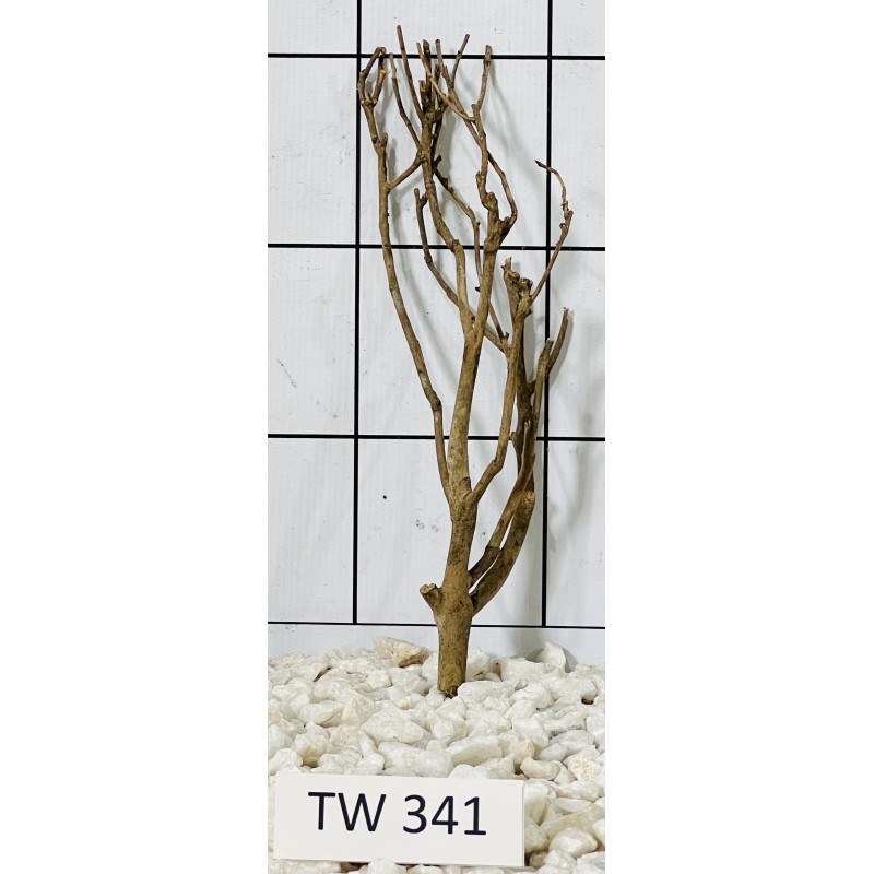 Talawawood 341